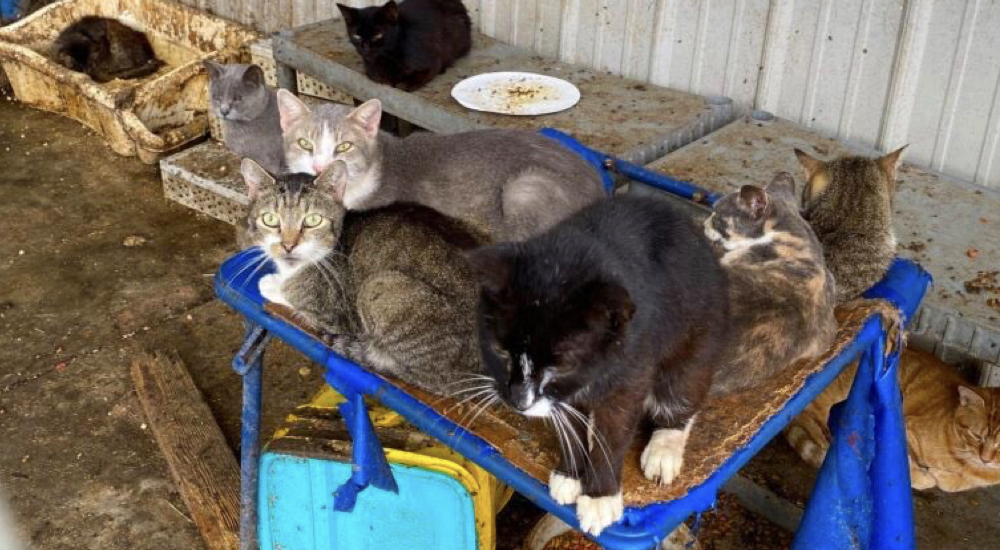 Salvan a 182 gatos que sobrevivían en una casa en las más deplorables condiciones Salvan a 182 gatos que sobrevivían en una casa en las más deplorables condiciones