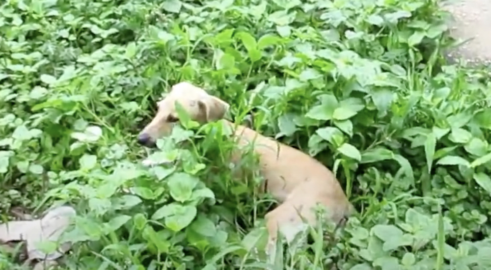 Un perrito sin hogar permanecía inmóvil entre los arbustos mientras escondía sus deditos Un perrito sin hogar permanecía inmóvil entre los arbustos mientras escondía sus deditos