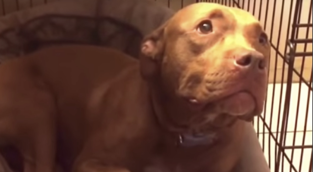Graban a una dulce pitbull suplicando a su padre que le cante una canción de cuna para dormir Graban a una dulce pitbull suplicando a su padre que le cante una canción de cuna para dormir