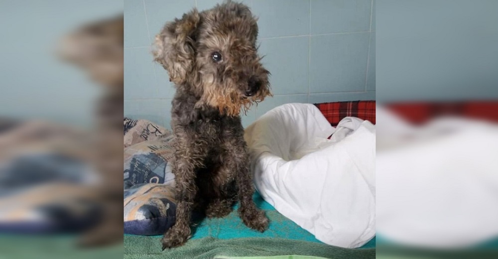 Perro viejo y ciego celebró el milagro de conseguir un hogar pero enseguida rompieron su corazón