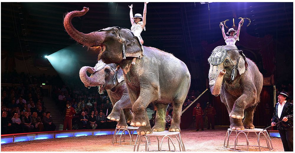 Prohíben definitivamente el uso de animales salvajes y marinos en circos y parques acuáticos