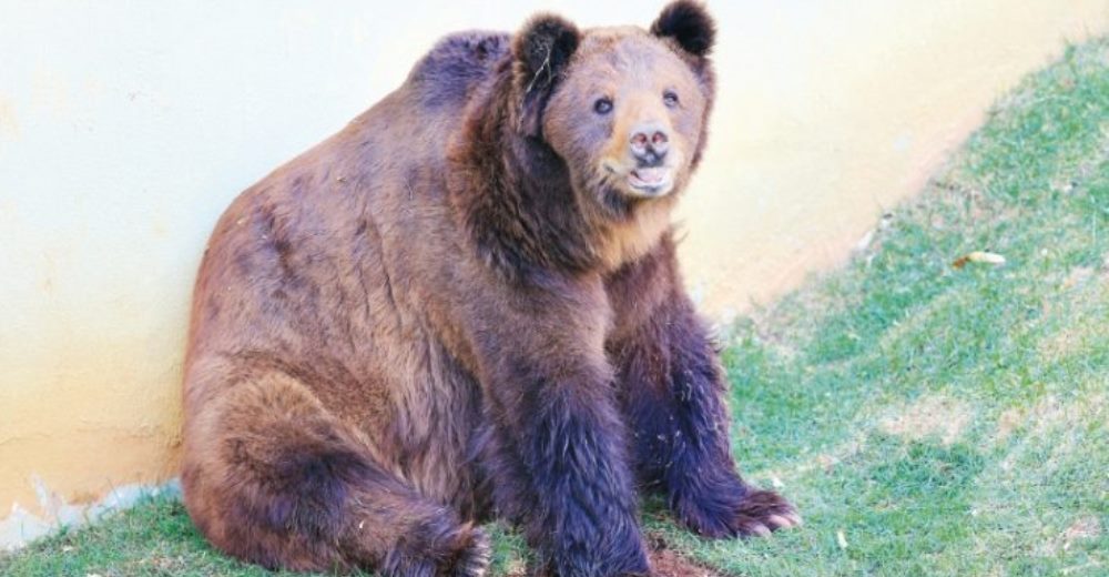 La justicia impide que un oso que ha permanecido 17 años cautivo en un zoológico sea liberado
