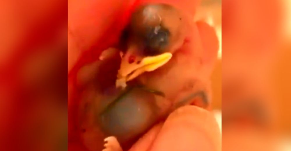 Rescata a 2 pajaritos recién nacidos que yacían esperando una muerte segura Rescata a 2 pajaritos recién nacidos que yacían esperando una muerte segura