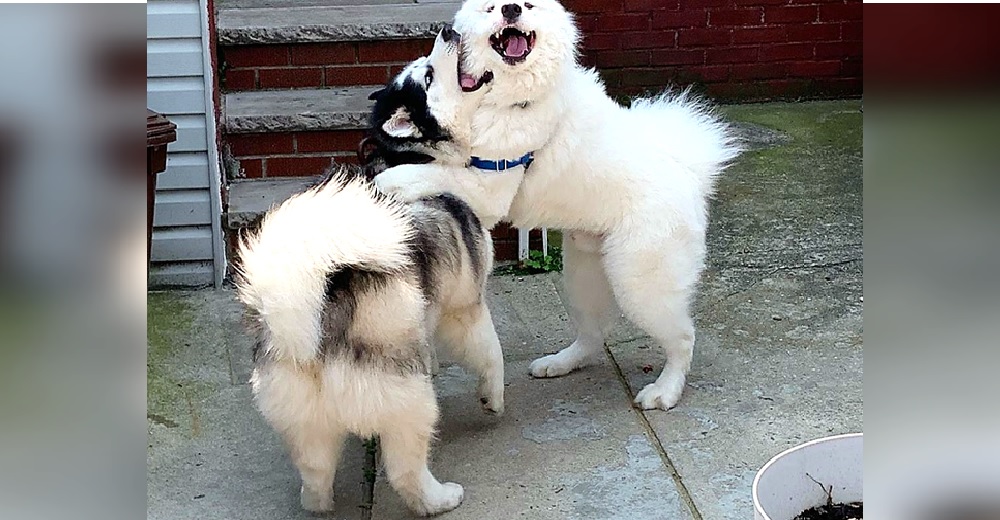 Un insistente perrito desconcierta a su dueño exigiéndole paradas obligatorias en cada paseo Un insistente perrito desconcierta a su dueño exigiéndole paradas obligatorias en cada paseo