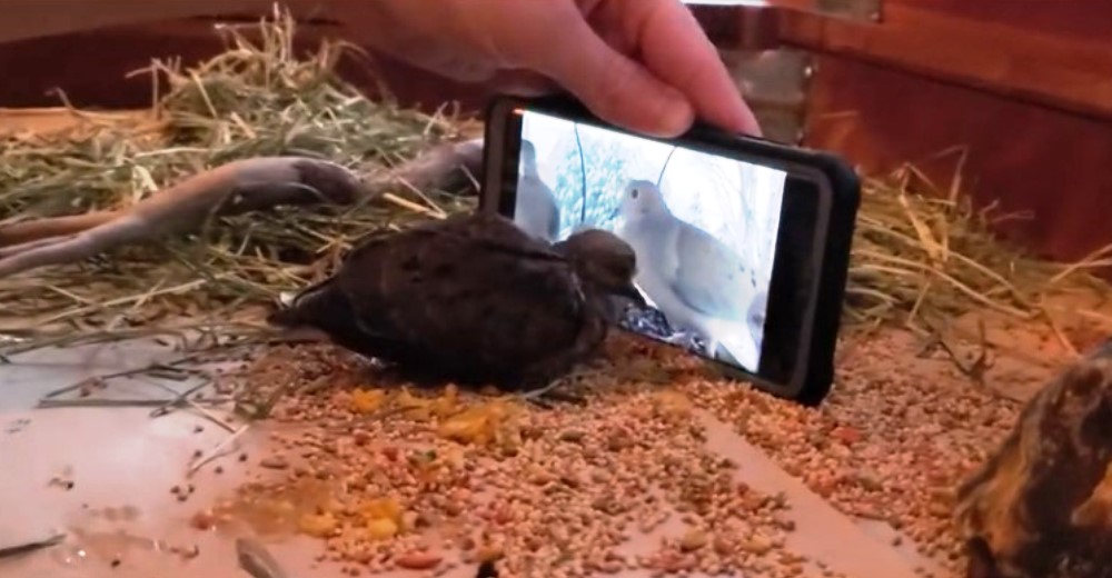 Difunde su compasivo gesto para que la palomita bebé que rescató aprenda a comer solita