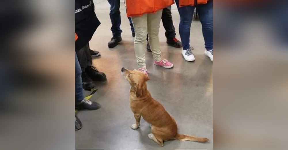 Empleado cuidaba a un perro callejero a escondidas hasta que el jefe lo descubre y toma medidas