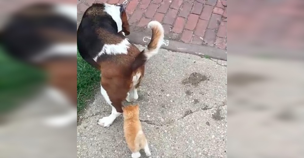Gatito callejero ve a un hombre paseando a su perro y no para de seguirlo Gatito callejero ve a un hombre paseando a su perro y no para de seguirlo
