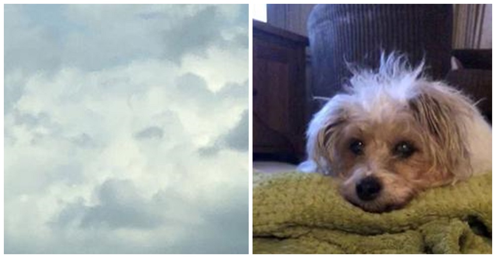 Mujer desconsolada ve la cara de su perrito en las nubes horas después de que cruzó el arcoíris Mujer desconsolada ve la cara de su perrito en las nubes horas después de que cruzó el arcoíris