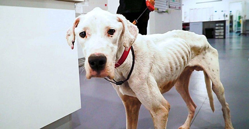 Buscan un hogar para el noble perrito que rescataron cuando estaba al borde de la muerte Buscan un hogar para el noble perrito que rescataron cuando estaba al borde de la muerte