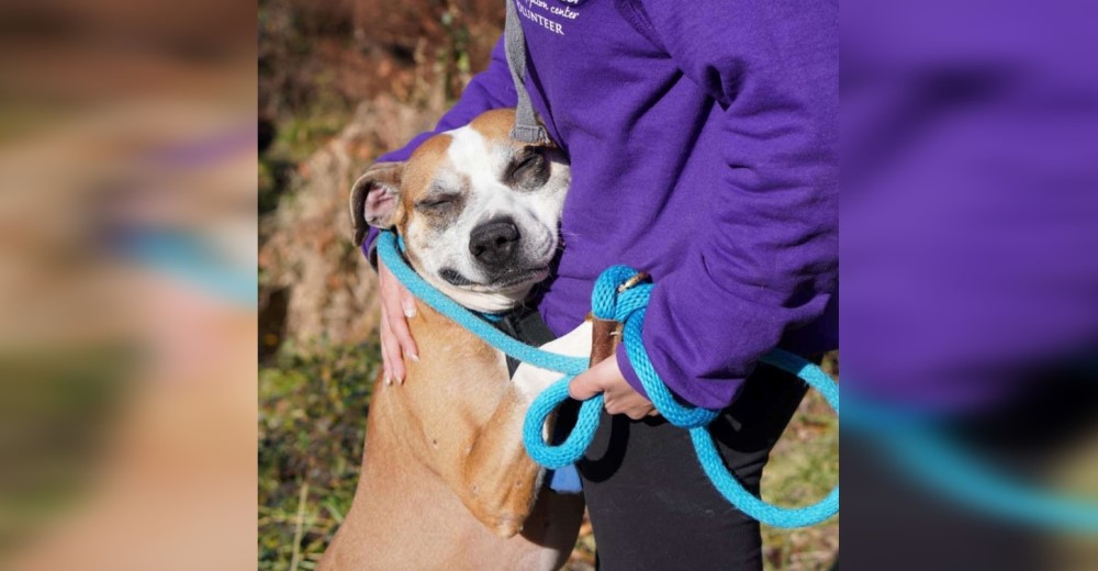 Cachorro devuelto al refugio encuentra consuelo abrazando a todo rescatista que conoce