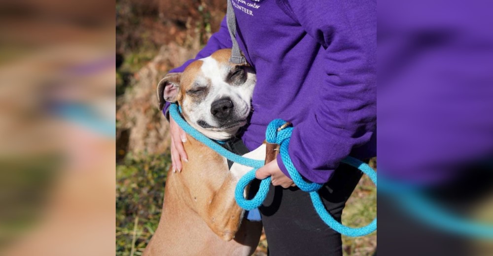 Cachorro devuelto al refugio encuentra consuelo abrazando a todo rescatista que conoce Cachorro devuelto al refugio encuentra consuelo abrazando a todo rescatista que conoce