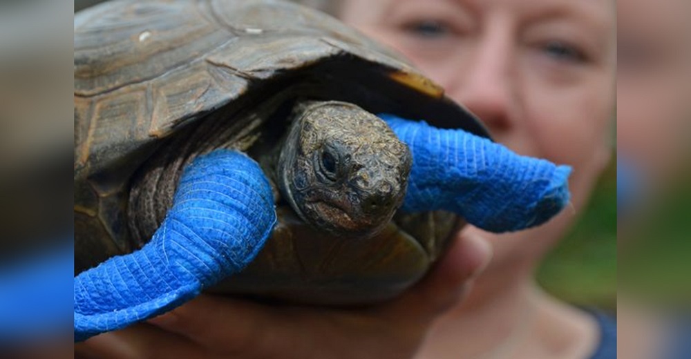 Inocentes tortugas como mascotas empiezan a ser devoradas vivas por ratas hambrientas