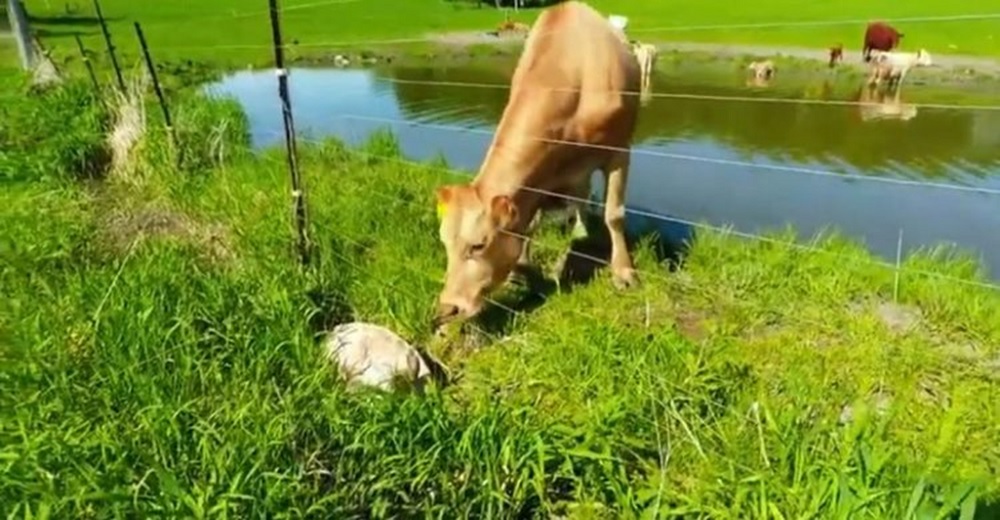 Madre desesperada pide ayuda para su bebé recién nacido atrapado del otro lado de la cerca