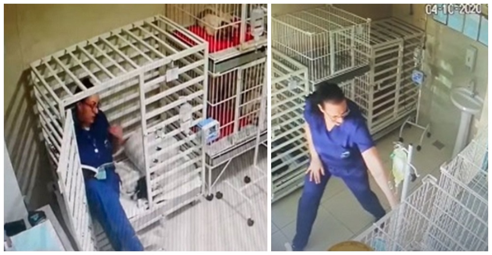 Una cámara oculta graba cómo una veterinaria trata a los perros de la clínica y se hace viral Una cámara oculta graba cómo una veterinaria trata a los perros de la clínica y se hace viral