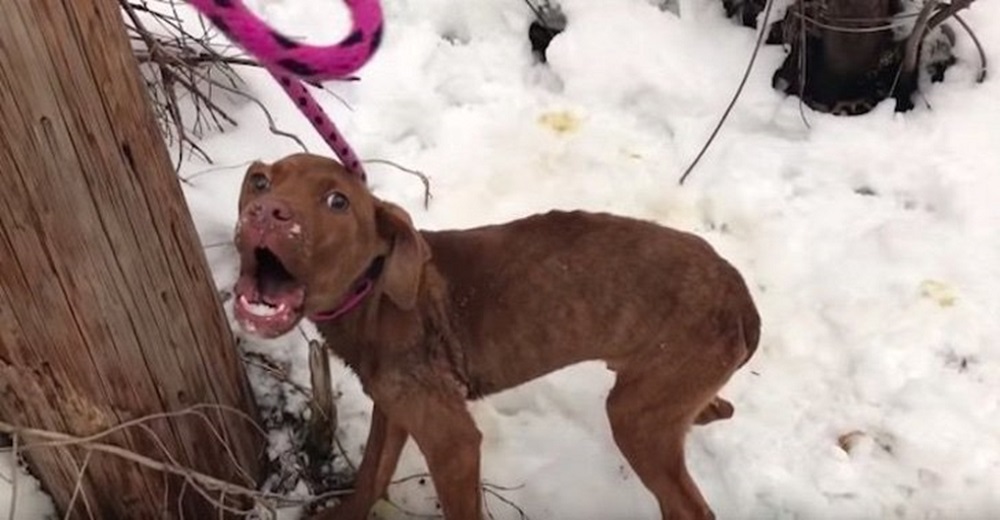 Perrito que temblaba en la nieve lloró y gritó lo más fuerte que pudo suplicando ser escuchado