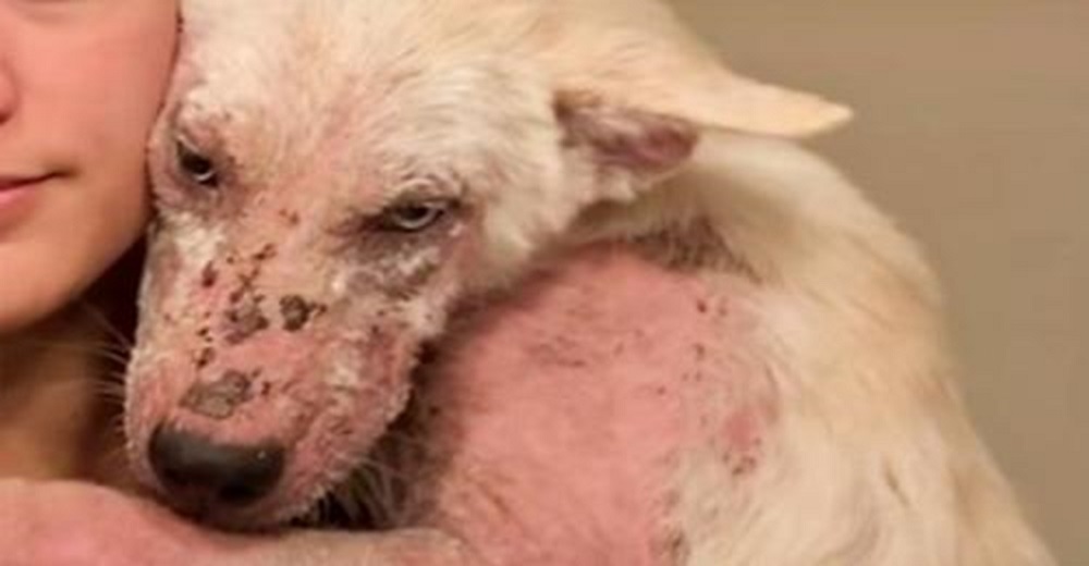 Perro roto que creyó no le importaba a nadie, bajó la cabeza avergonzado y se aferró a la mujer Perro roto que creyó no le importaba a nadie, bajó la cabeza avergonzado y se aferró a la mujer
