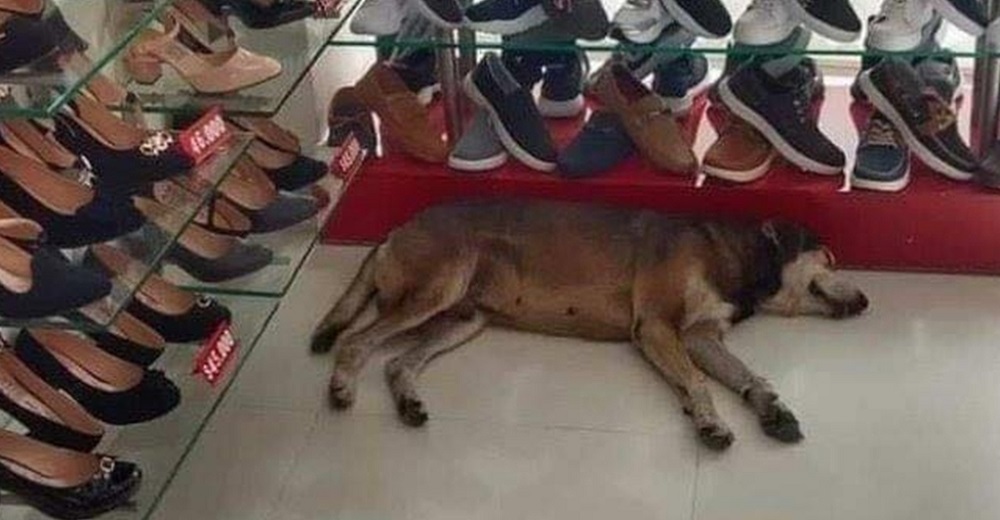 Indignada clienta exige que echen a un perrito callejero y el dueño de la zapatería actúa Indignada clienta exige que echen a un perrito callejero y el dueño de la zapatería actúa
