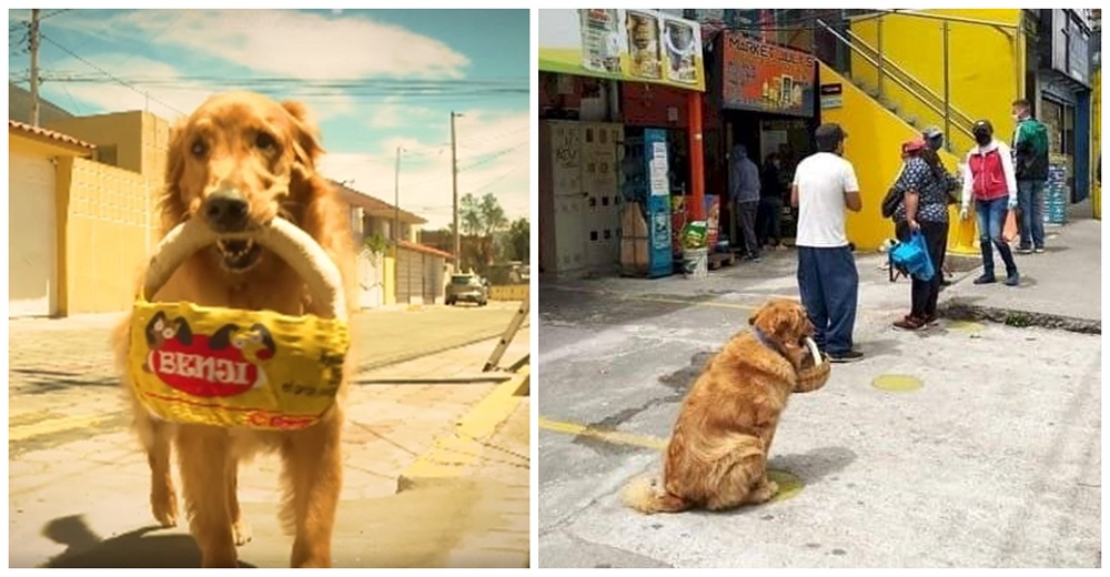 Captan a un perrito Golden deambulando de tienda en tienda con una cesta en su hocico