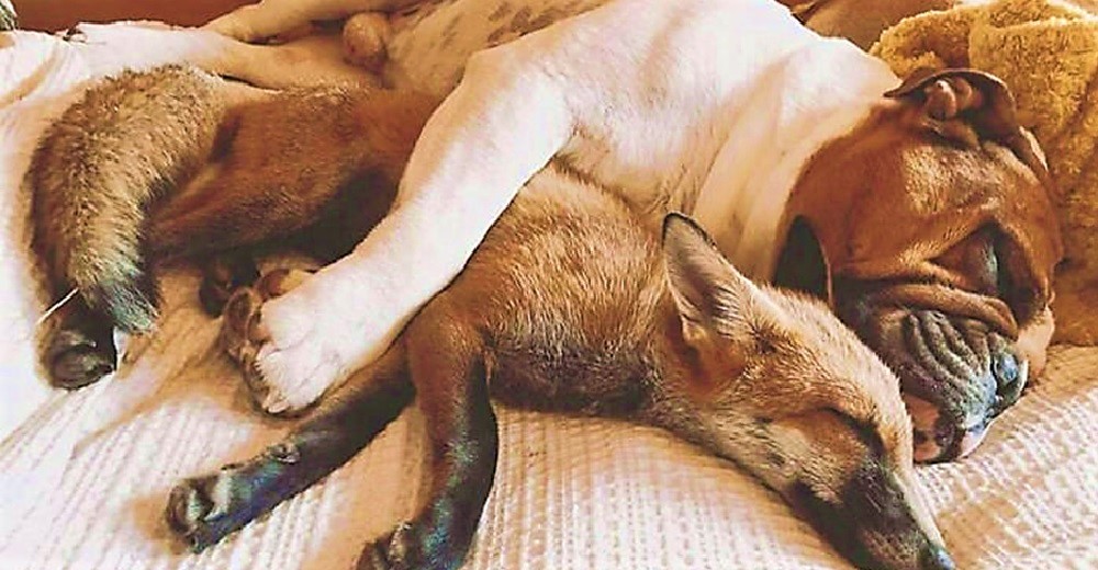 Una zorrita rescatada cuando estaba a punto de morir se recupera gracias al amor de un bulldog