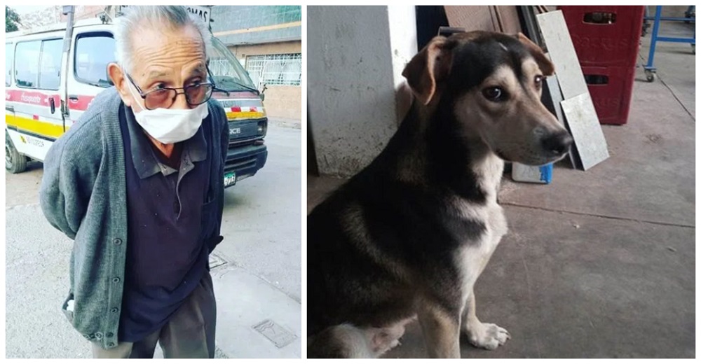 Devastado abuelo recorre la ciudad buscando a su perro perdido–»Apenas podía caminar, temblaba»