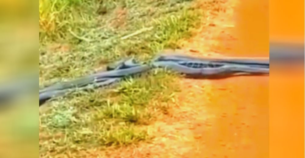 Unos estudiantes graban su aterrador encuentro con las 6 anacondas que obstruían su camino