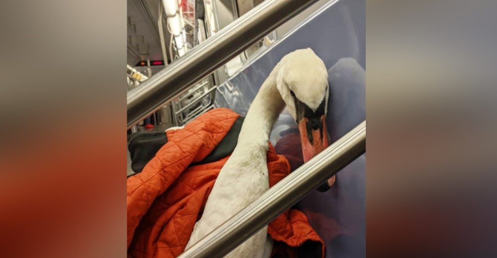 Desconcierta a los pasajeros del metro al viajar con un débil cisne de 8 kilos que necesitaba ayuda