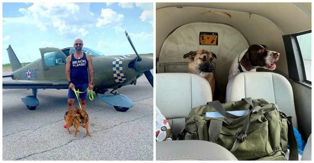 Tras el cierre de su negocio usa su avión para rescatar justo a tiempo animales abusados