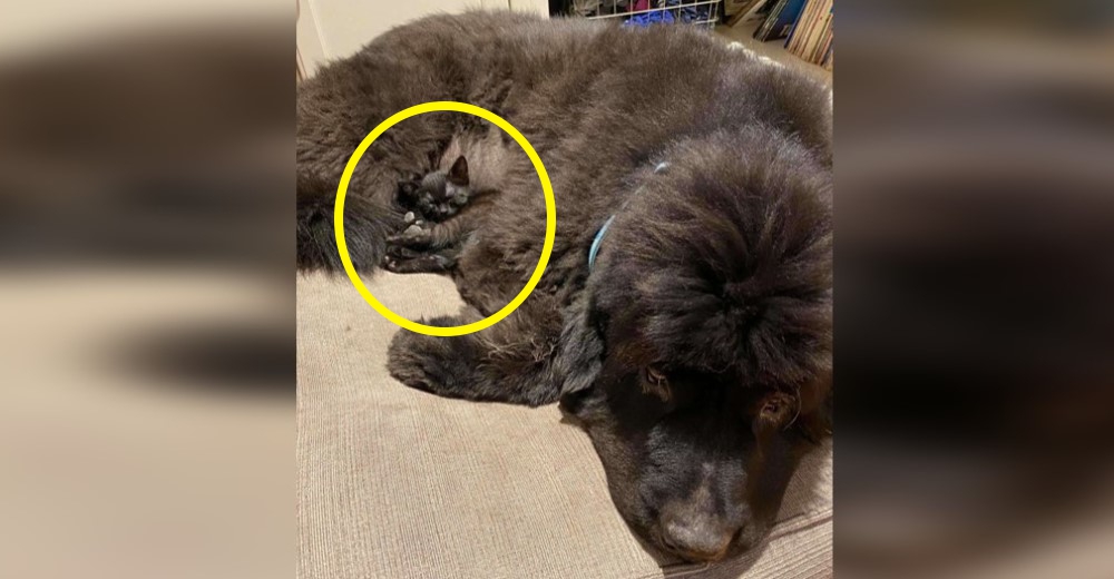 Deja al pequeño gatito jugando con el enorme perro y de pronto ya no lo vio más –»¿A dónde fue?» Deja al pequeño gatito jugando con el enorme perro y de pronto ya no lo vio más –»¿A dónde fue?»
