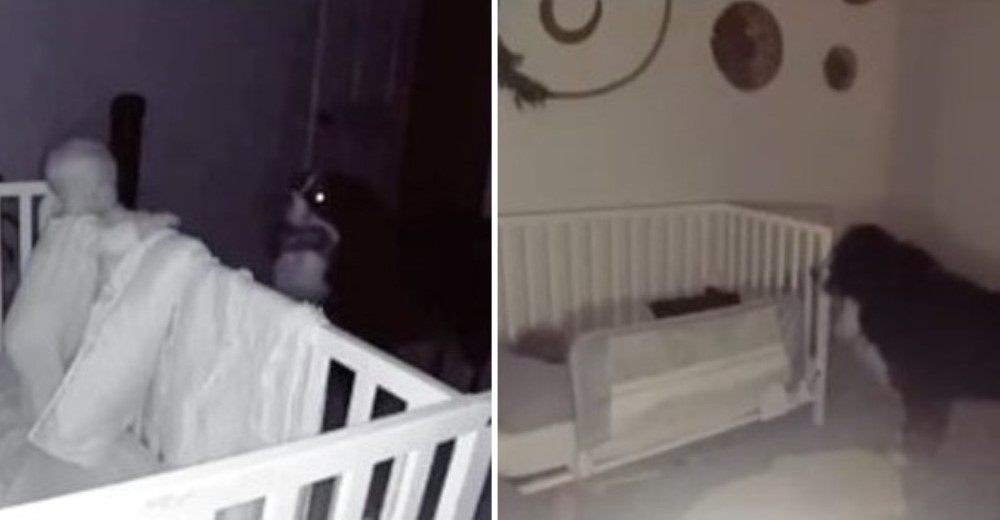 El monitor detecta al enorme perro acercándose a la cuna de la bebé cada noche El monitor detecta al enorme perro acercándose a la cuna de la bebé cada noche