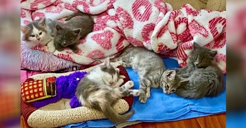 Un gato acoge a 5 cachorros rescatados para ayudarlos a recuperarse de su doloroso pasado