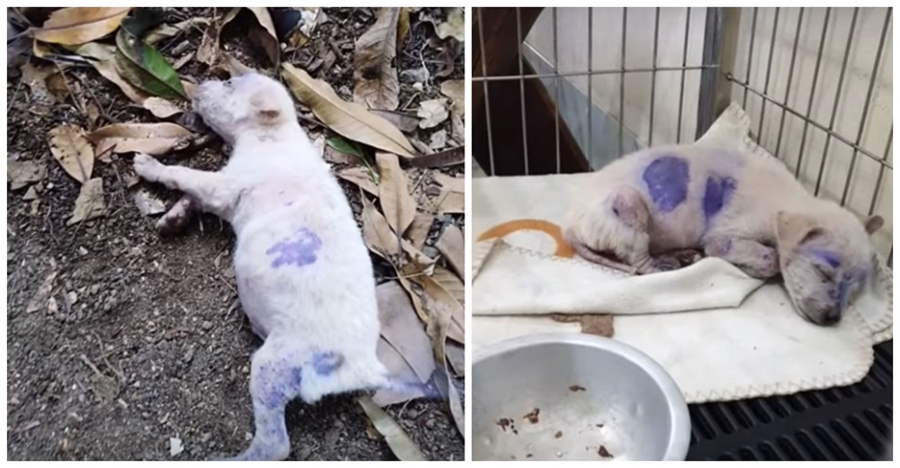 Cachorrito que enfermó tras ser teñido de púrpura es abandonado en medio de la nada Cachorrito que enfermó tras ser teñido de púrpura es abandonado en medio de la nada