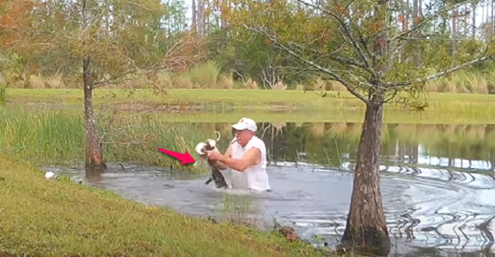 Lo graban luchando por abrir la mandíbula de un caimán para salvar la vida de su perrito Lo graban luchando por abrir la mandíbula de un caimán para salvar la vida de su perrito
