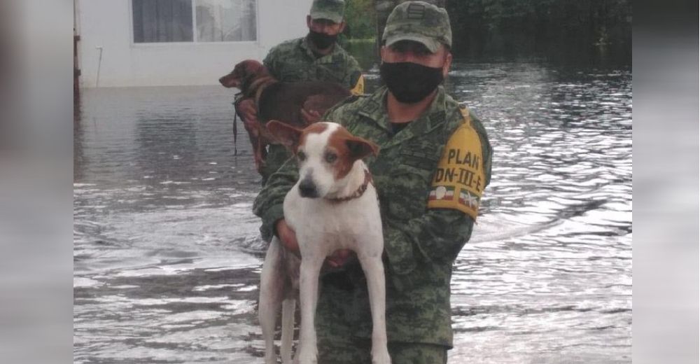 Captan a militares haciendo de todo por salvar decenas de perros dejados atrás tras una tormenta