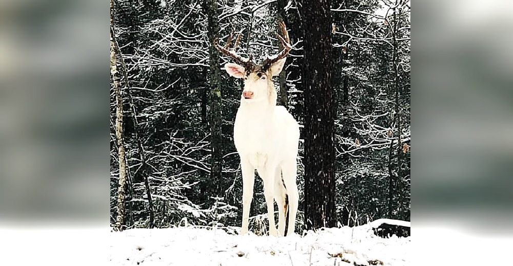 Una rarísima criatura blanca como la nieve la deja hipnotizada tras visitarla en su jardín Una rarísima criatura blanca como la nieve la deja hipnotizada tras visitarla en su jardín