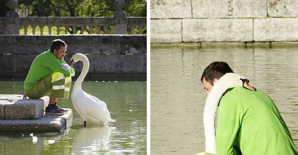 Un jardinero es captado «hablando» y acurrucándose con un cisne blanco en horas de trabajo