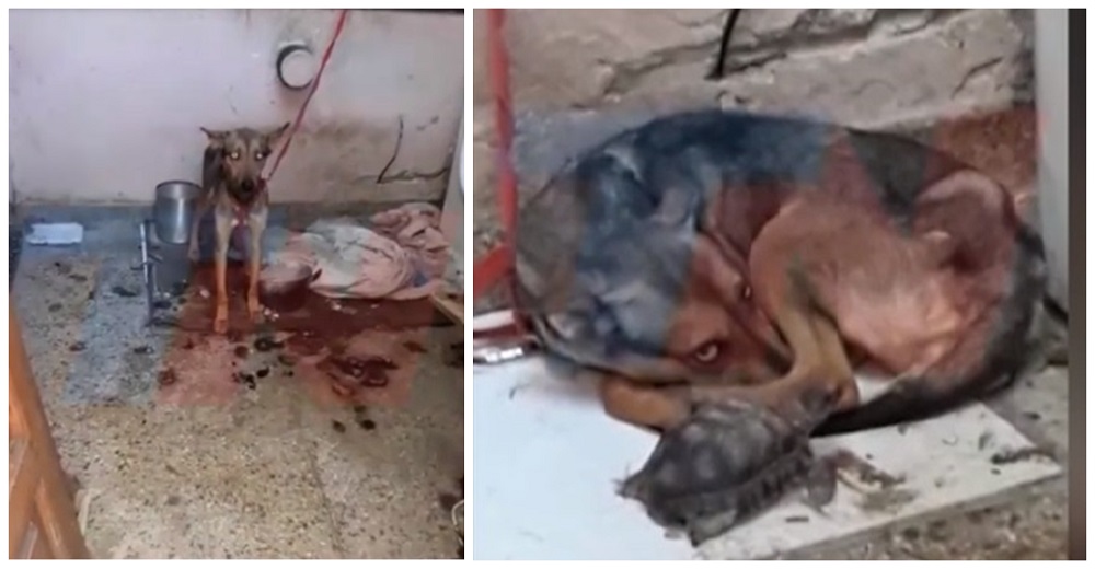 Permanecía atada a una reja, rodeada de excrementos y sufriendo los peores tratos de su dueño Permanecía atada a una reja, rodeada de excrementos y sufriendo los peores tratos de su dueño