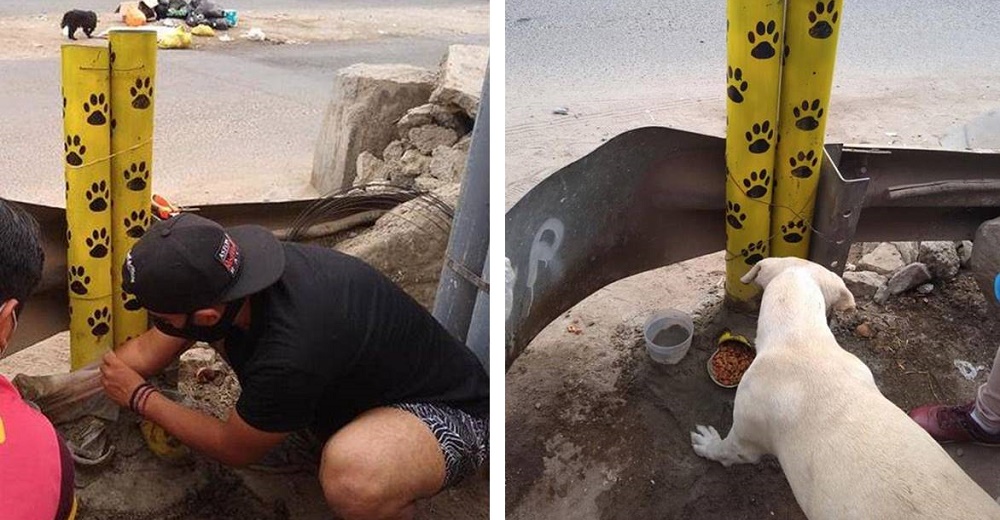 Captan a perritos callejeros calmando su hambre y sed gracias a la solidaridad de los vecinos Captan a perritos callejeros calmando su hambre y sed gracias a la solidaridad de los vecinos
