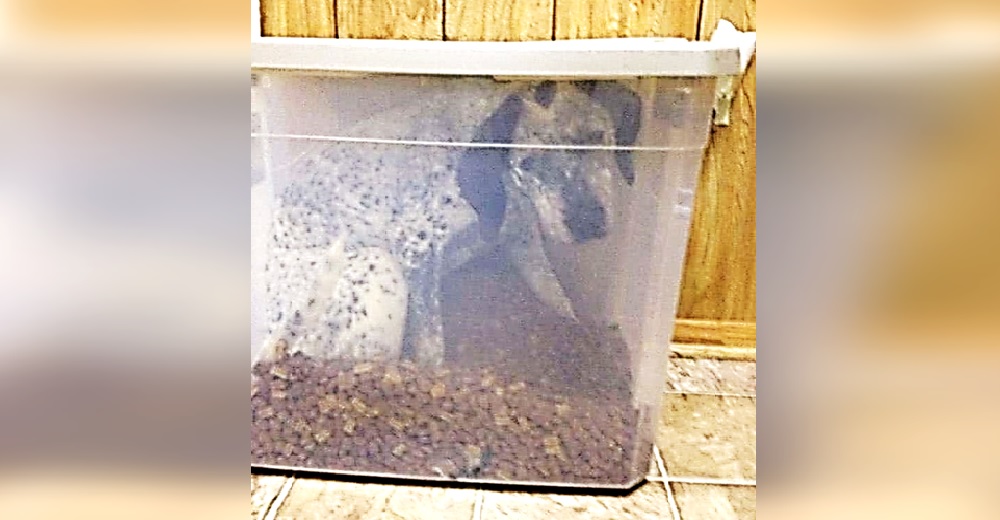 La imagen de una perrita «encerrada» en su contenedor de comida causa conmoción en las redes La imagen de una perrita «encerrada» en su contenedor de comida causa conmoción en las redes