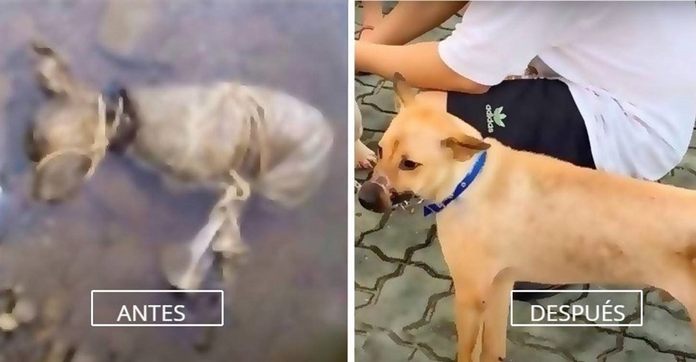 Un pobre perrito atado de la peor forma en un río estaba en su último aliento, pero todo cambió