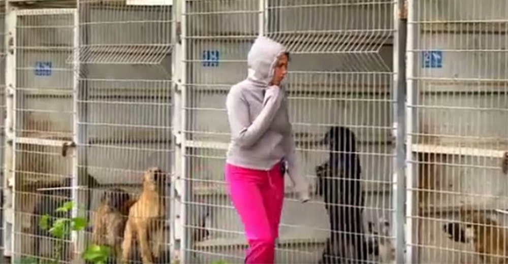 No se decidía a qué perro adoptar y compra el refugio entero para salvarlos a todos No se decidía a qué perro adoptar y compra el refugio entero para salvarlos a todos