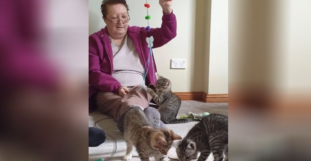 Cumple el deseo de su mamá llevándole 3 juguetones gatitos para celebrar su último cumpleaños