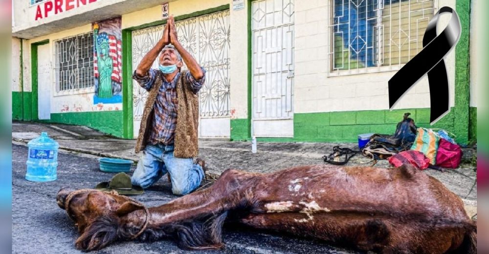 «Siempre te tendré en mi corazón»- Un humilde trabajador llora por la muerte de su amado caballo