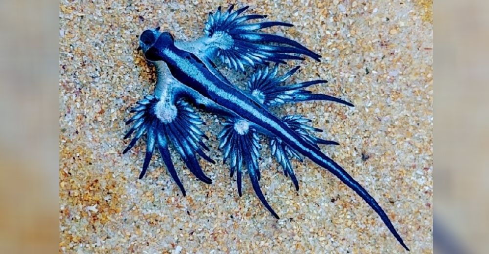 La aparición de peligrosos dragones azules que reaccionan contra los humanos causa conmoción