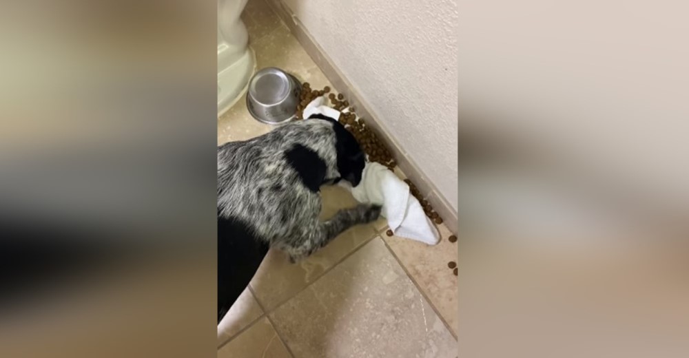 Perrito intenta arreglar el desastre que provocó tras derramar accidentalmente su comida Perrito intenta arreglar el desastre que provocó tras derramar accidentalmente su comida