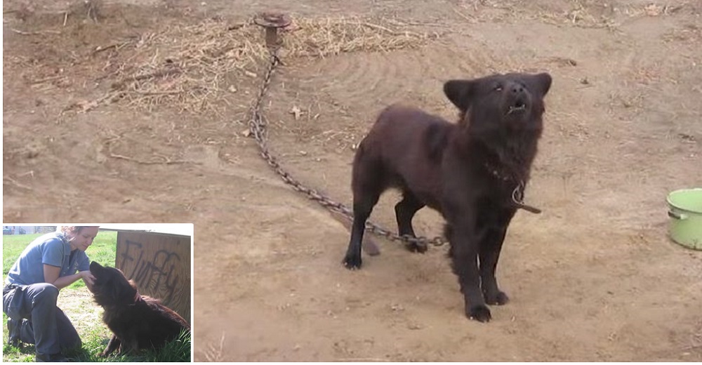 Activista visitó cada día a una perrita encadenada durante 9 años hasta salvarla Activista visitó cada día a una perrita encadenada durante 9 años hasta salvarla