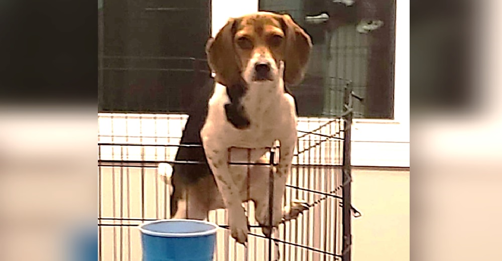 Captan a una perrita beagle en el momento en que por fin logra escapar pero la descubren Captan a una perrita beagle en el momento en que por fin logra escapar pero la descubren