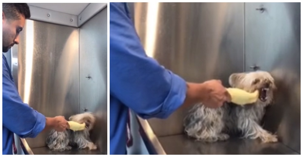 Graban a un peluquero con un inocente perro resistiéndose y el dueño queda consternado Graban a un peluquero con un inocente perro resistiéndose y el dueño queda consternado