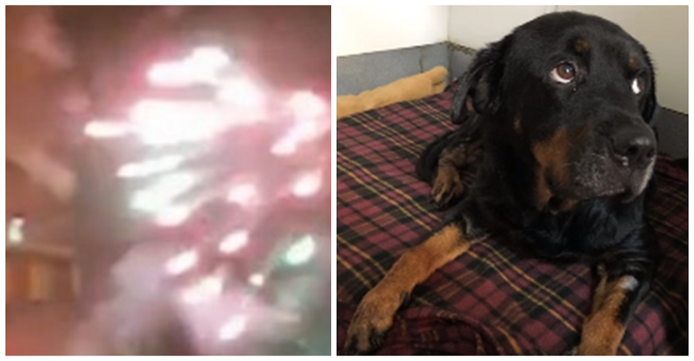 Buscan a los j贸venes que lanzaron cientos de fuegos artificiales contra un hospital de animales Buscan a los j贸venes que lanzaron cientos de fuegos artificiales contra un hospital de animales