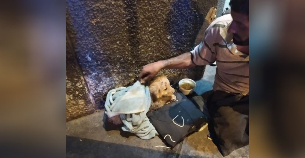 Piden ayuda para un hombre sin hogar y una perrita que fue abandonada