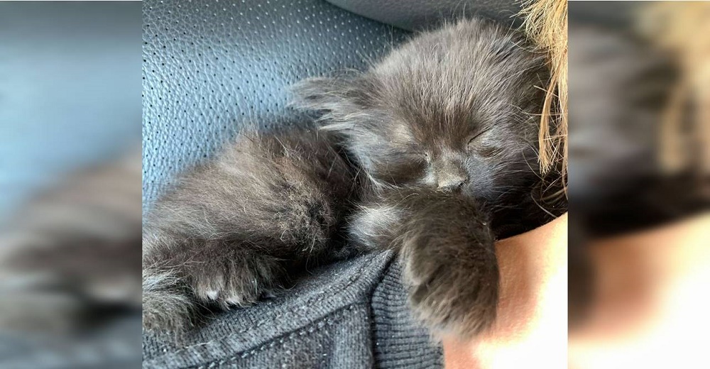 Gatita sabe que está a salvo y cae rendida de sueño en los brazos de su rescatista Gatita sabe que está a salvo y cae rendida de sueño en los brazos de su rescatista